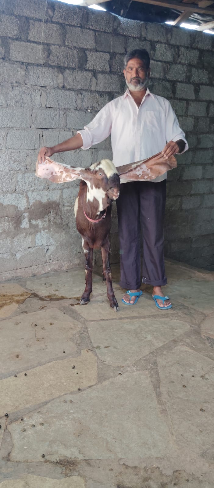 bakra image