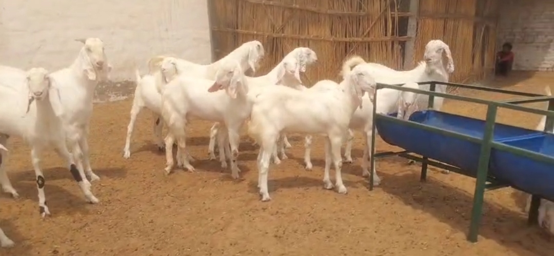 bakra image
