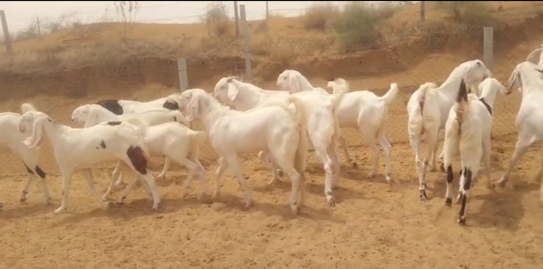 bakra image
