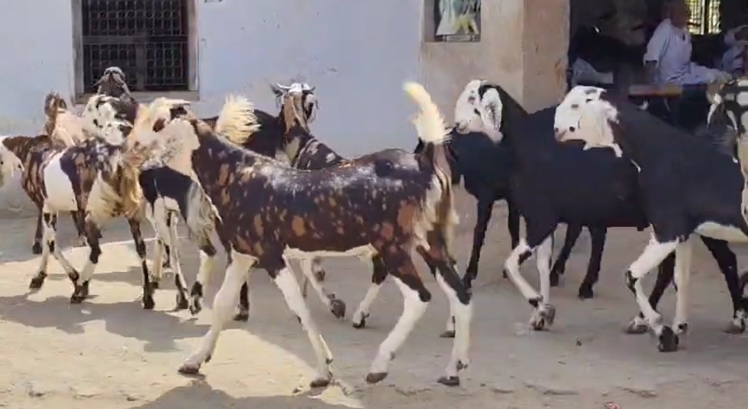 bakra image