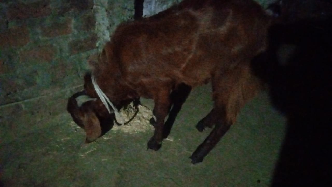 bakra image