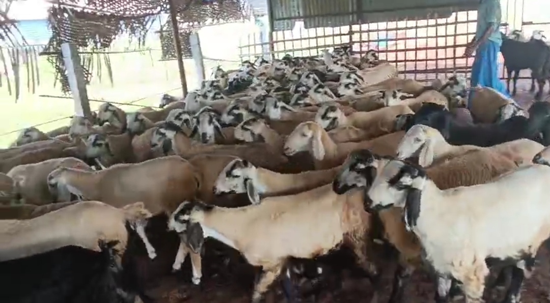 bakra image