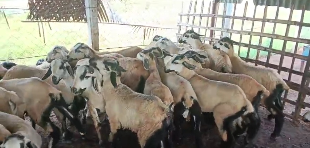 bakra image