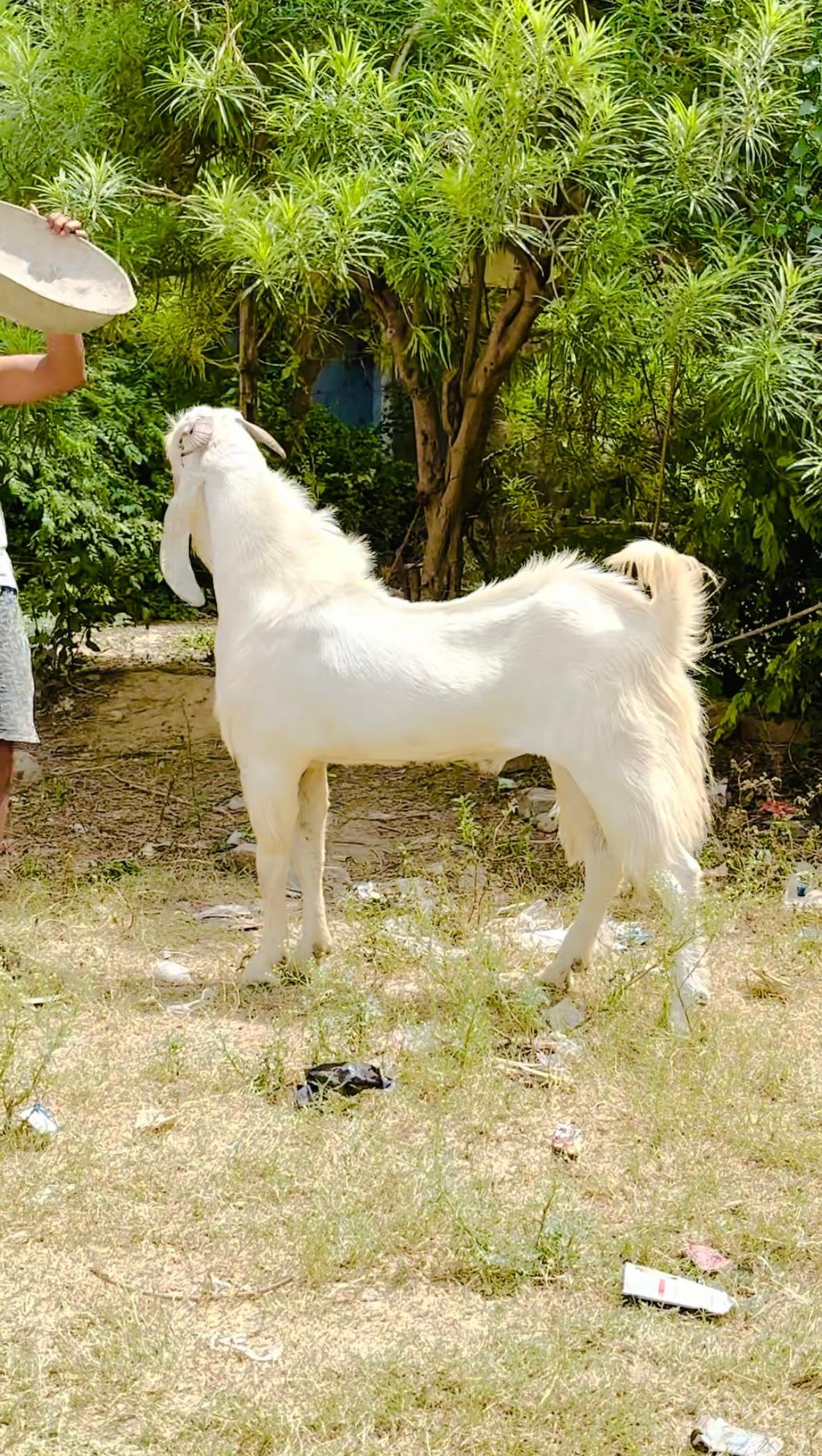bakra image