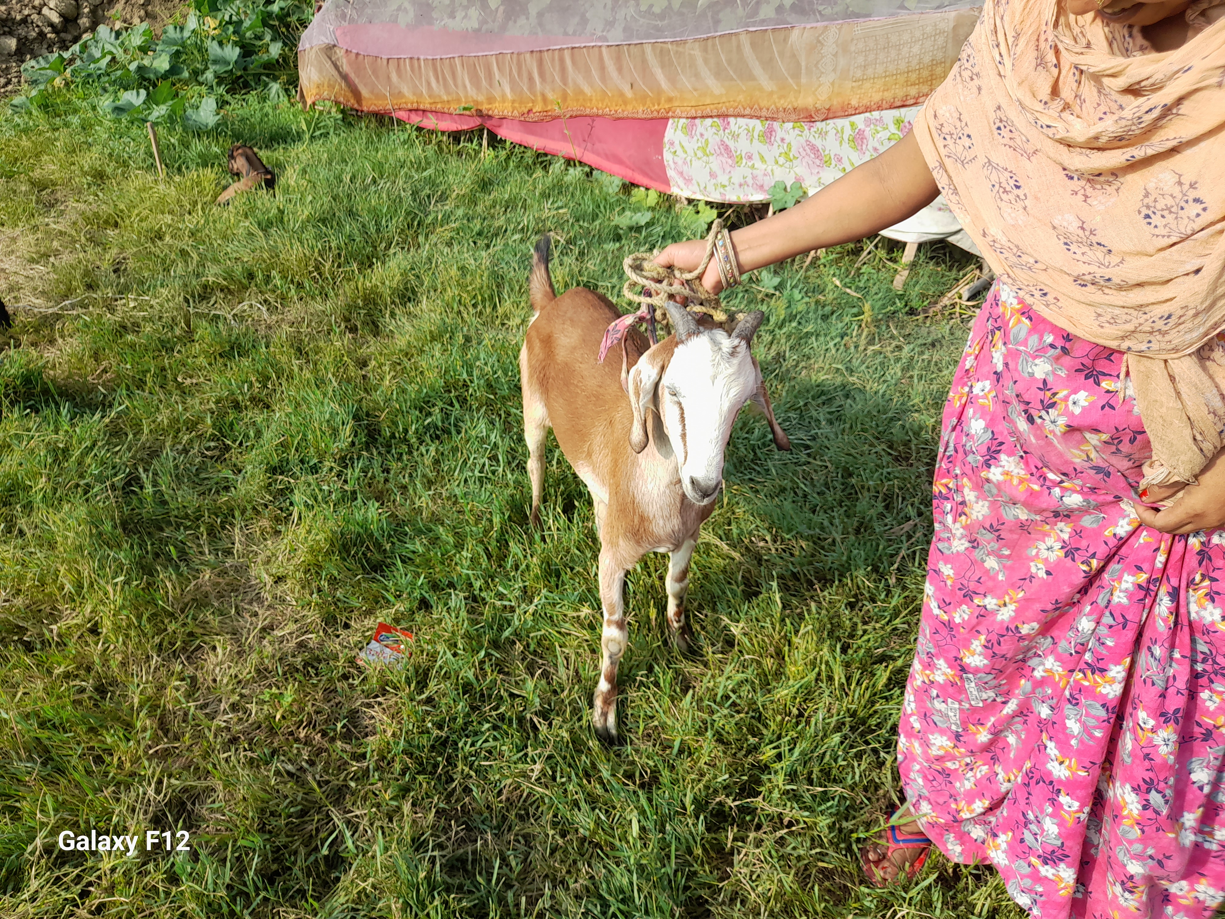 bakra image