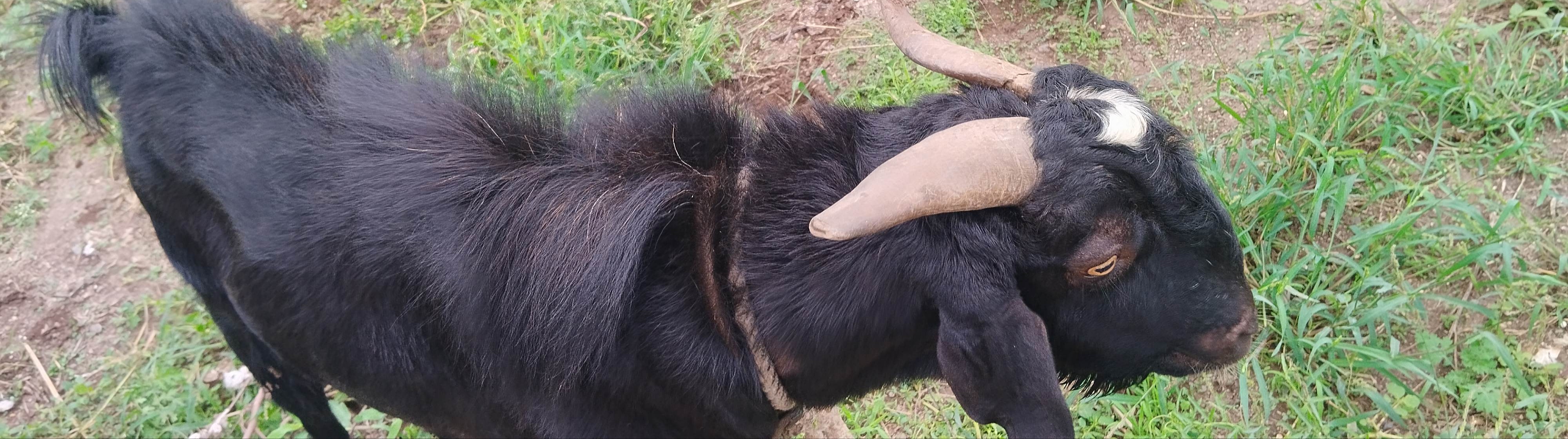bakra image
