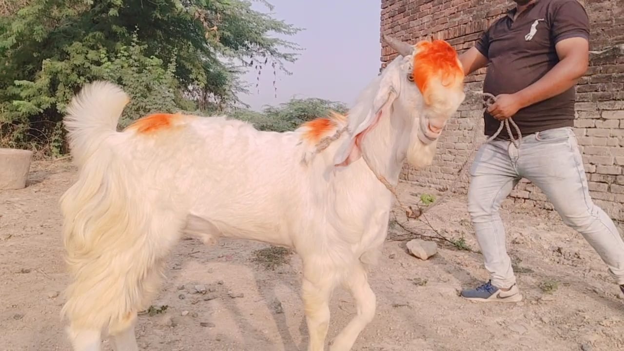 bakra image