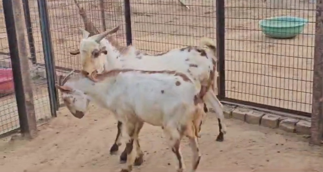 bakra image