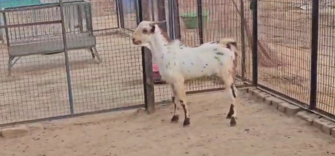 bakra image