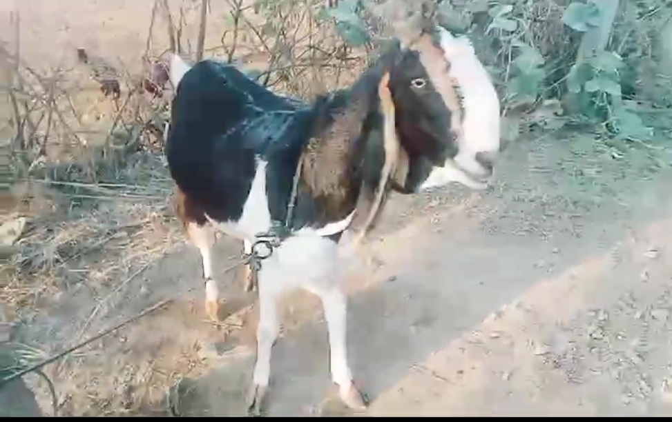 bakra image