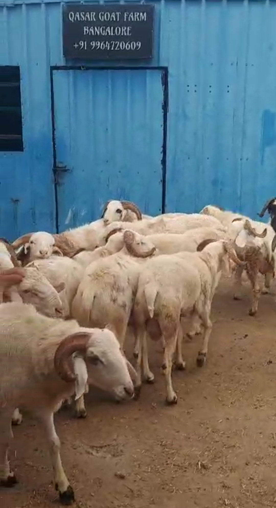 bakra image