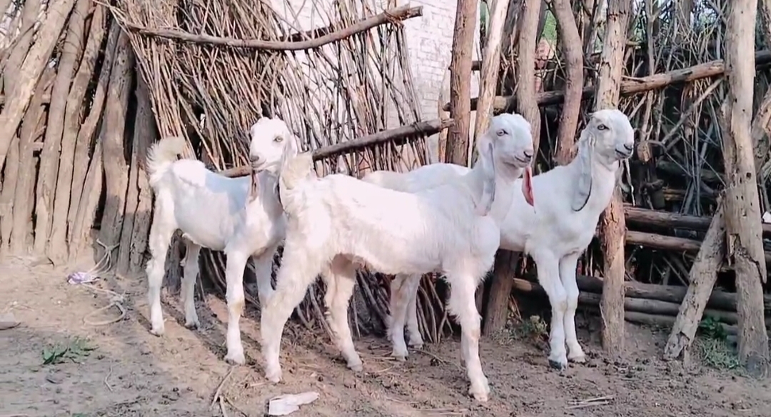 bakra image