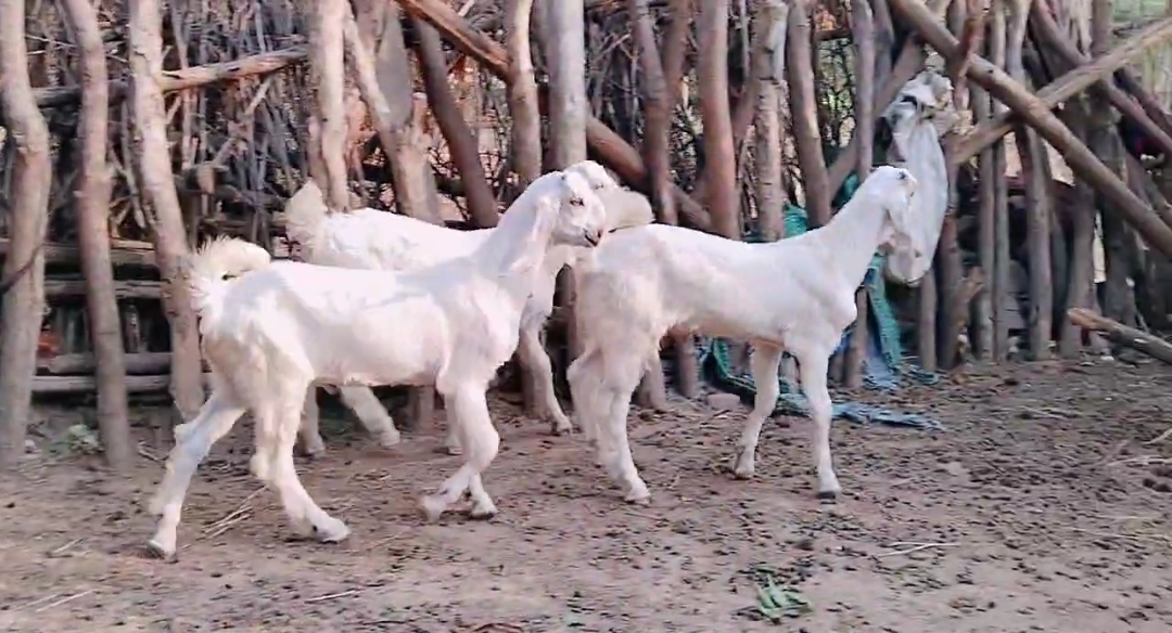 bakra image