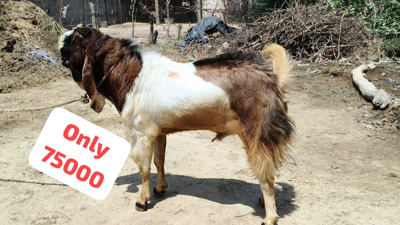bakra image