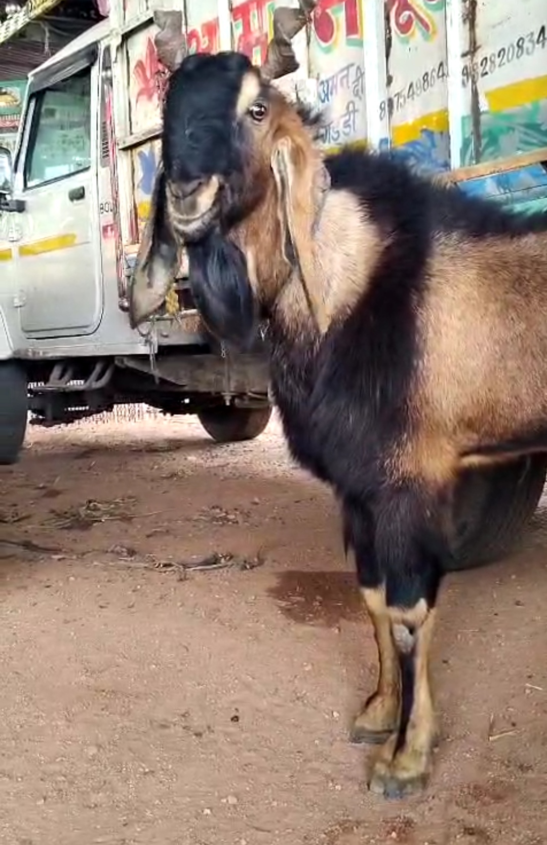 bakra image