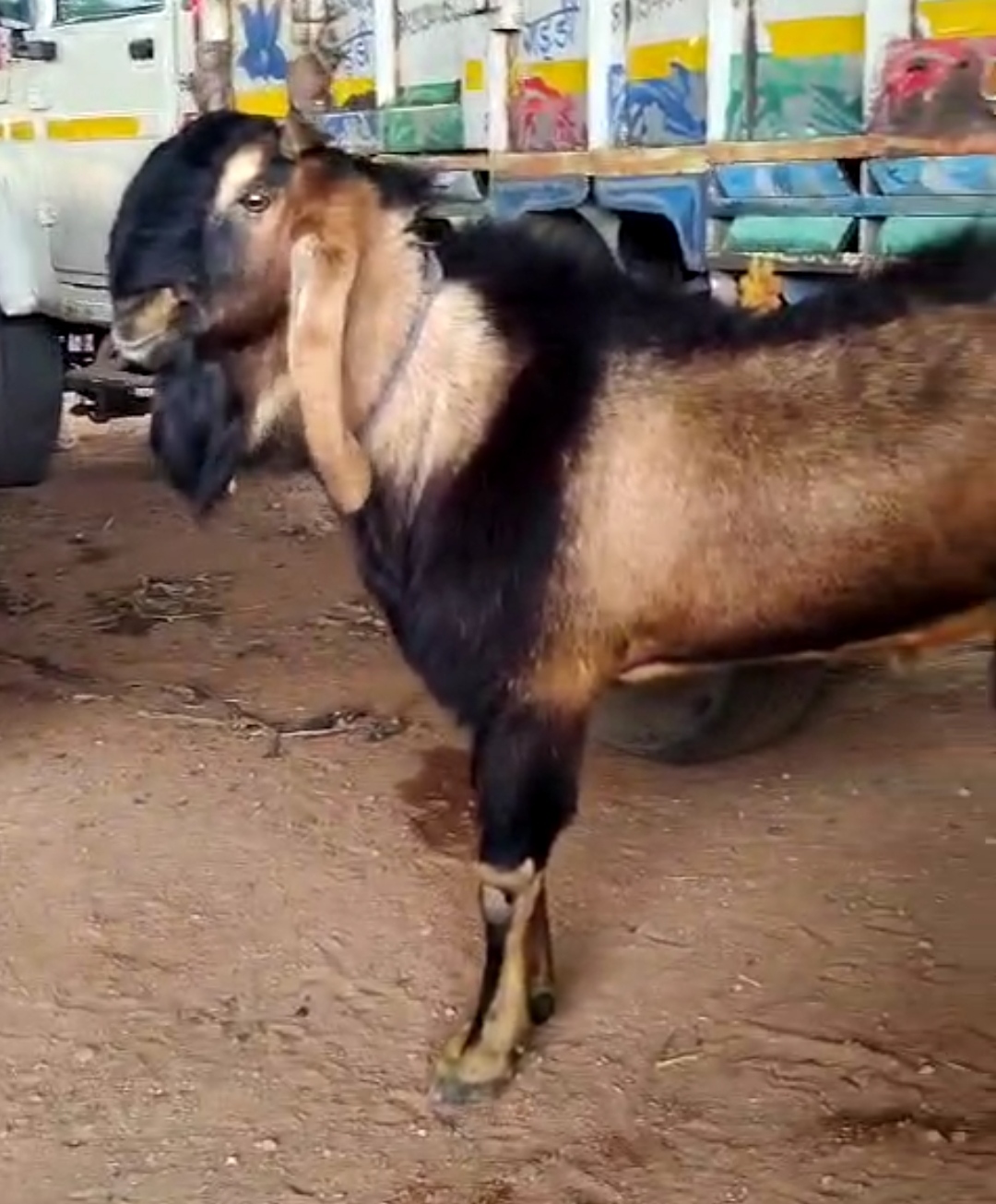 bakra image