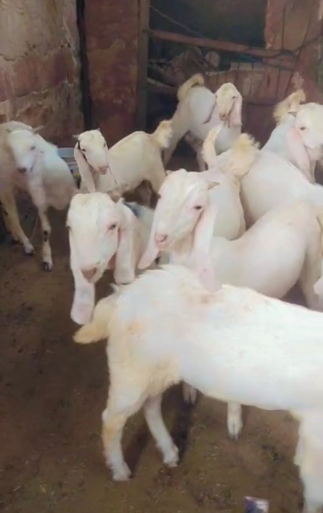 bakra image