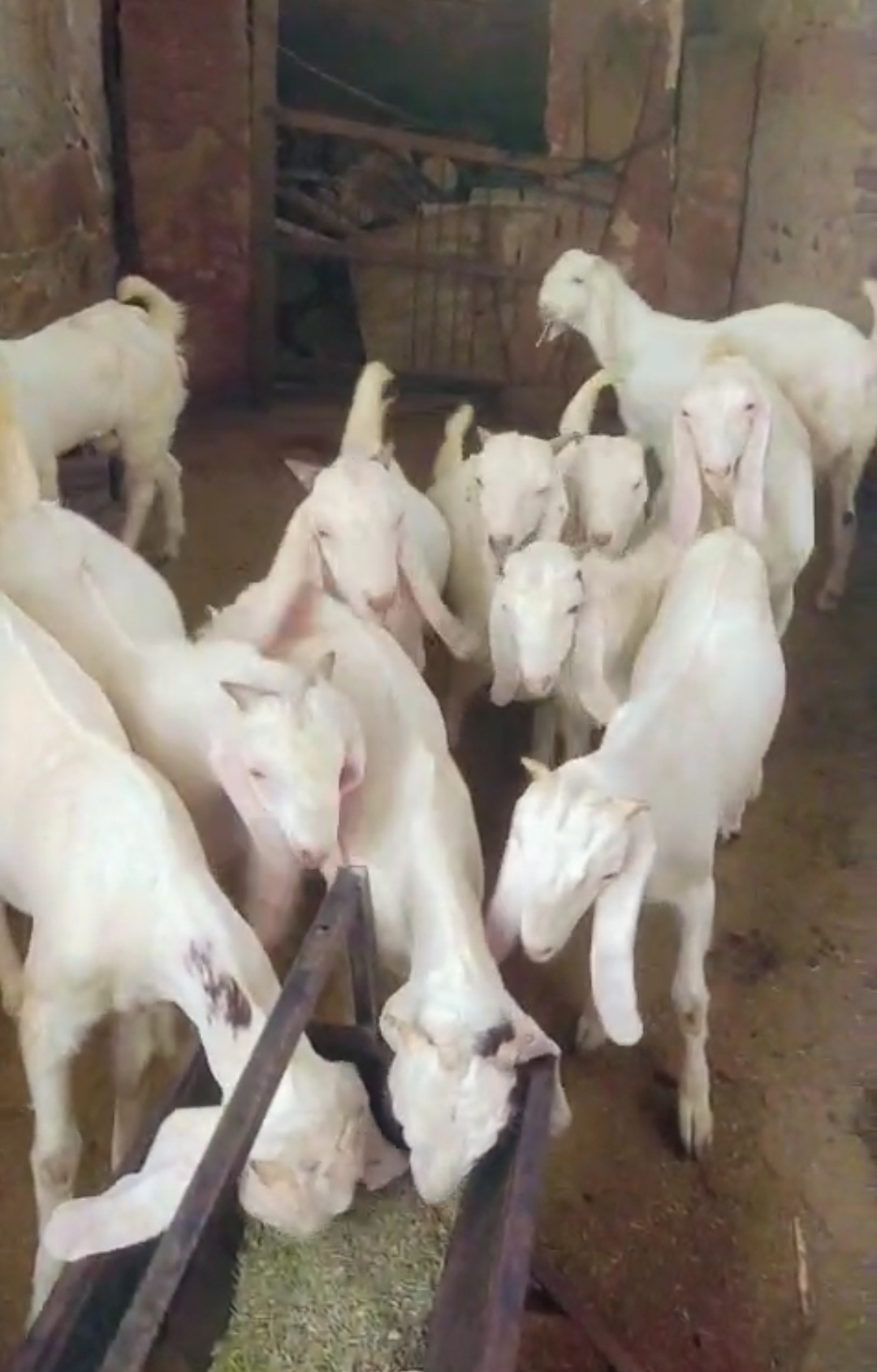 bakra image