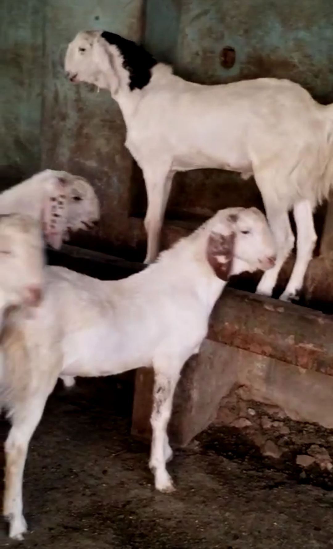 bakra image