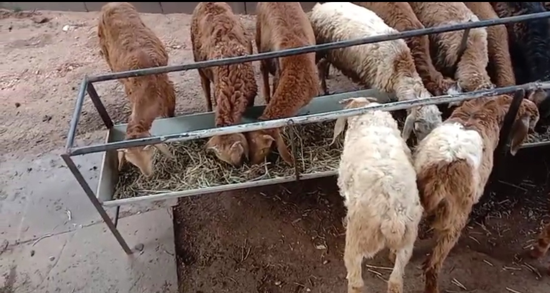 bakra image