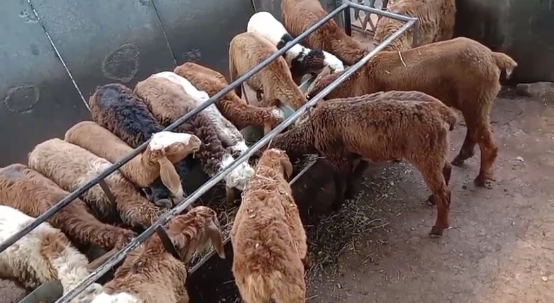 bakra image