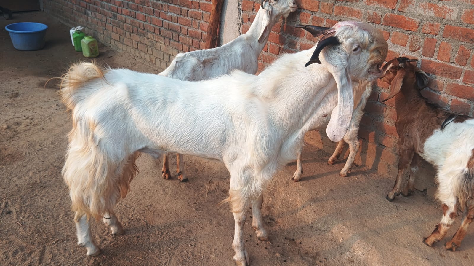 bakra image