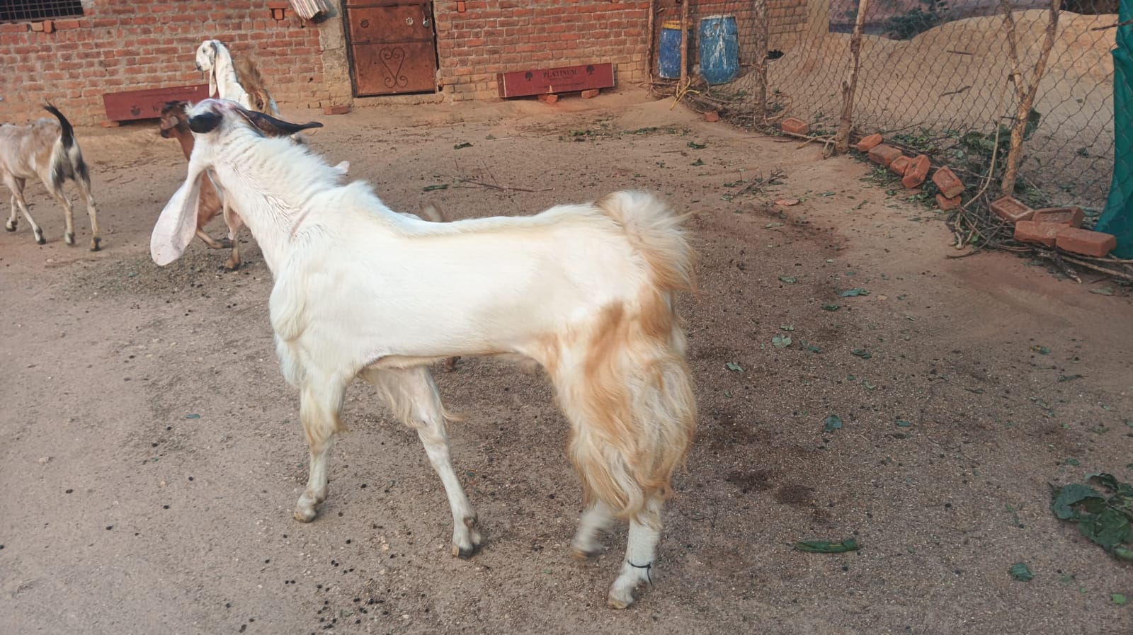 bakra image