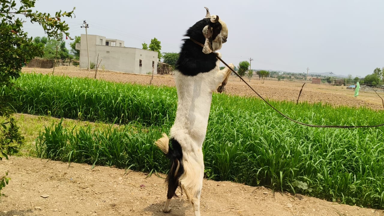 bakra image