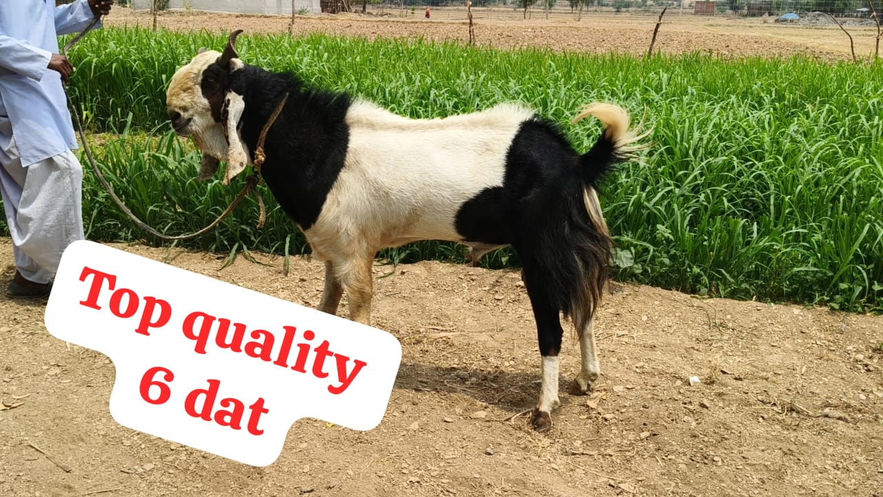 bakra image