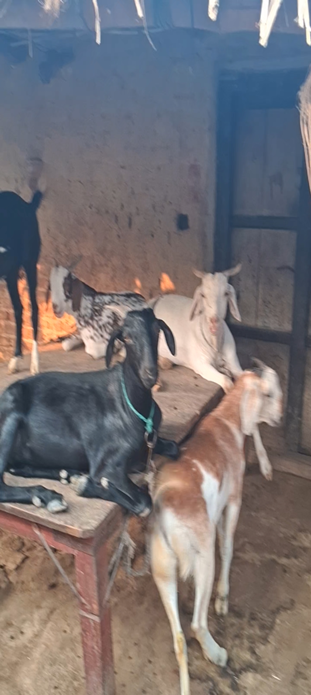 bakra image