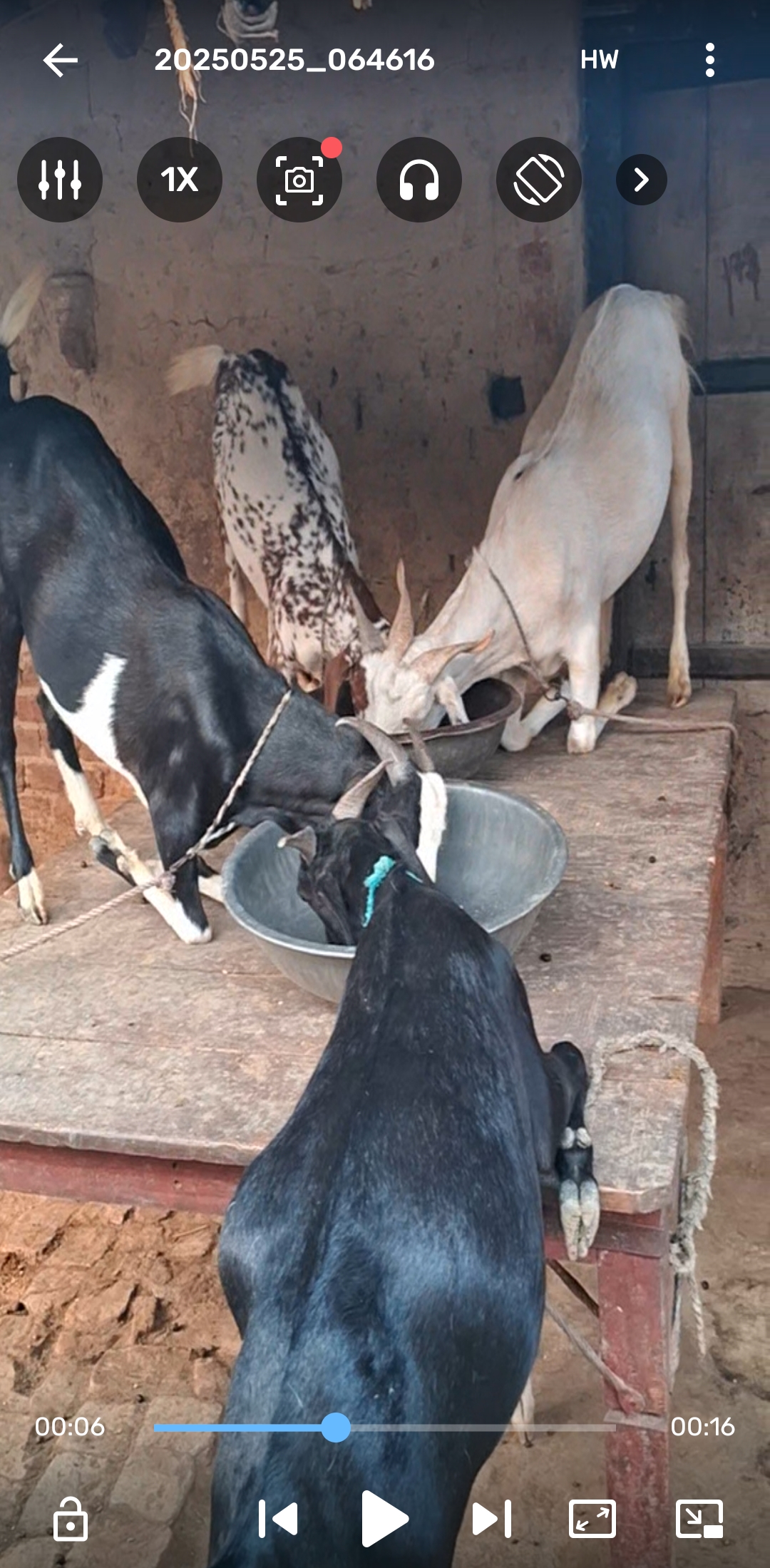 bakra image