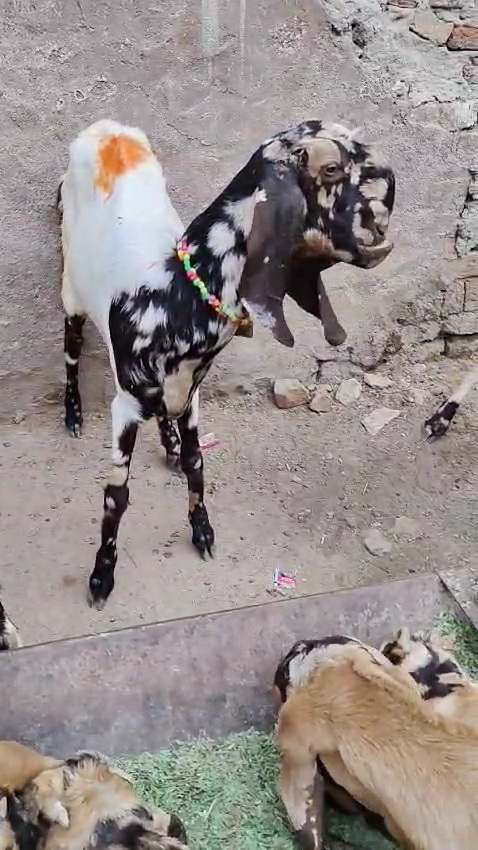 bakra image