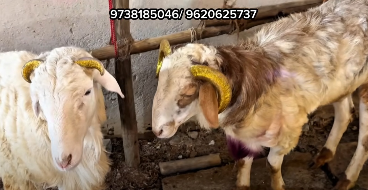 bakra image
