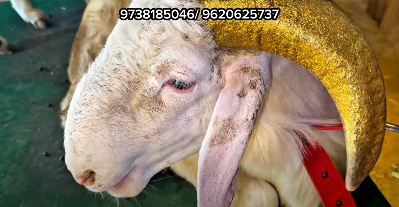bakra image