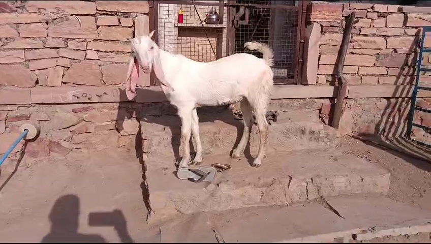 bakra image