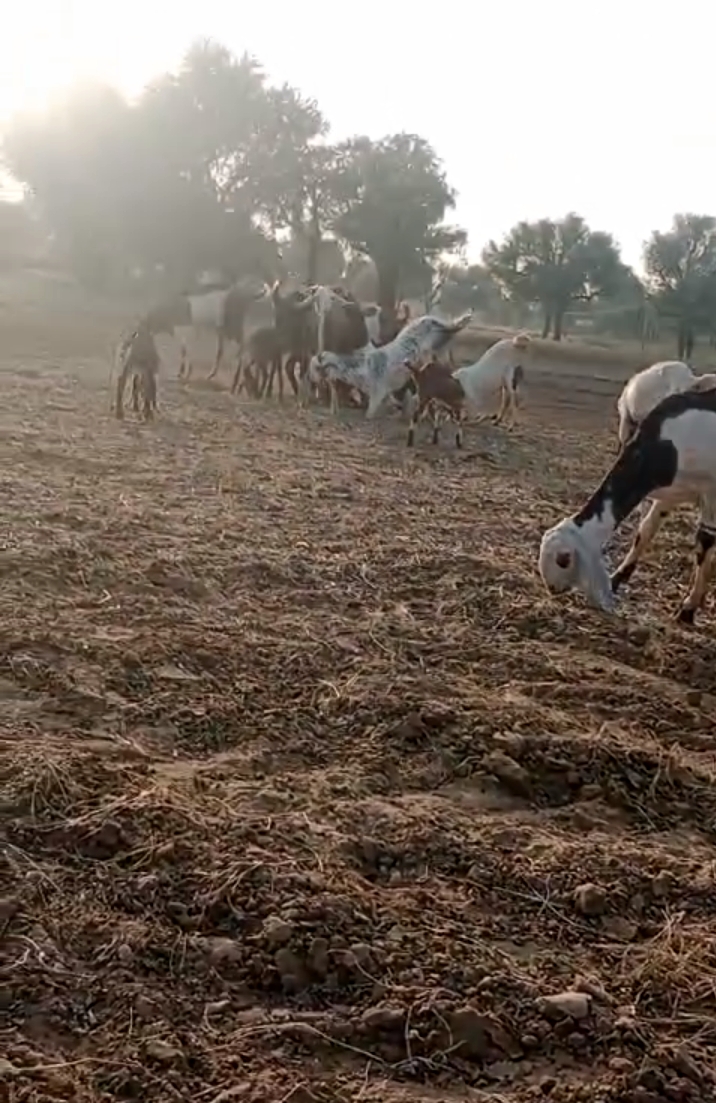 bakra image