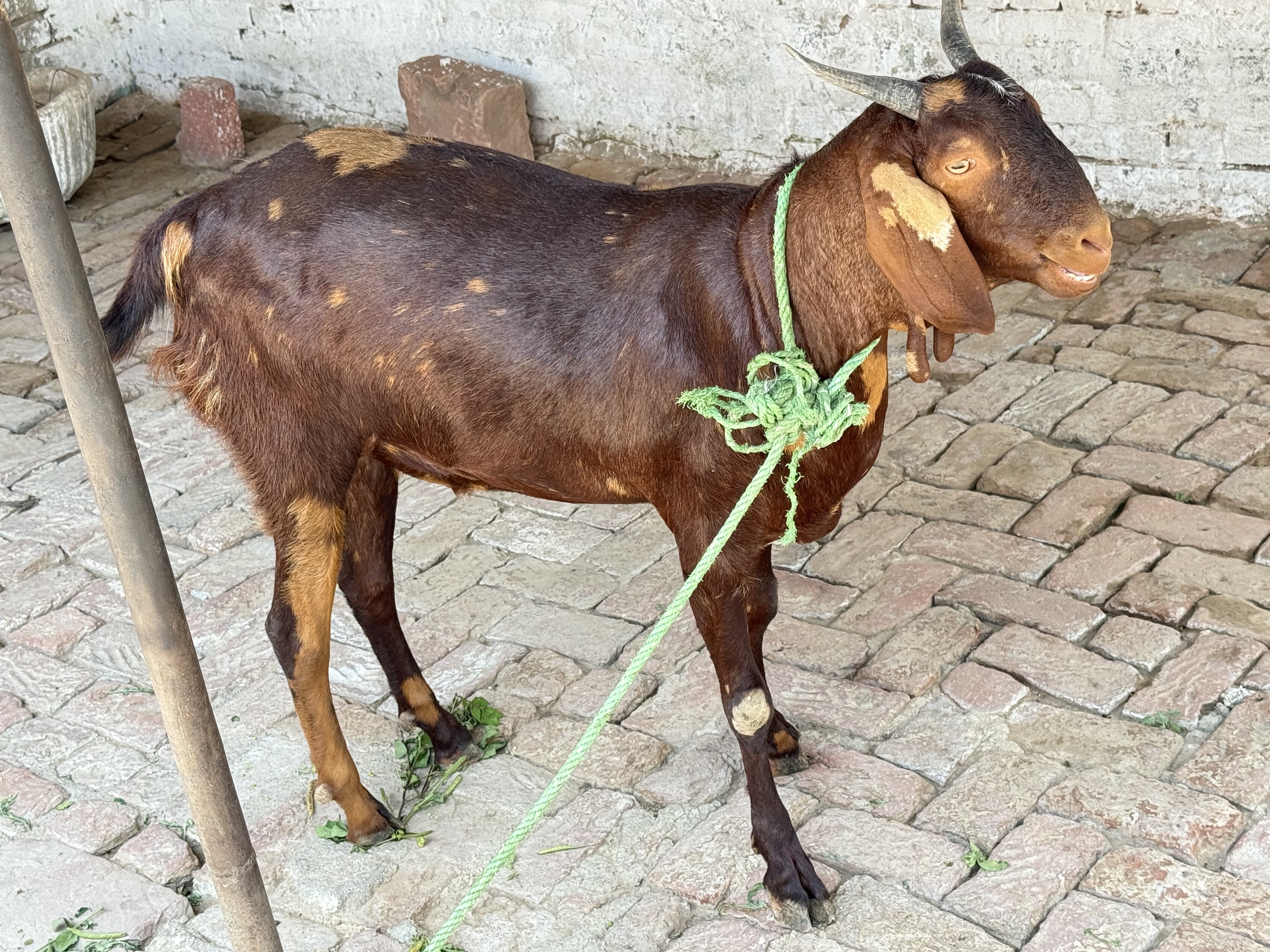bakra image