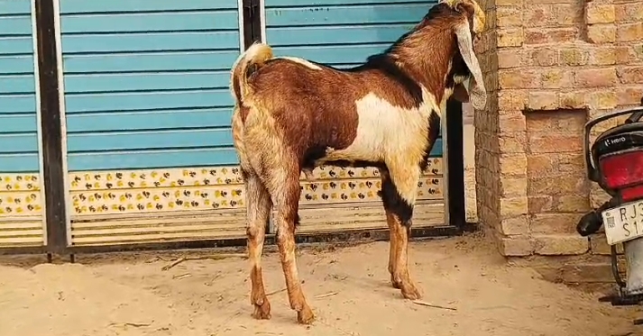 bakra image