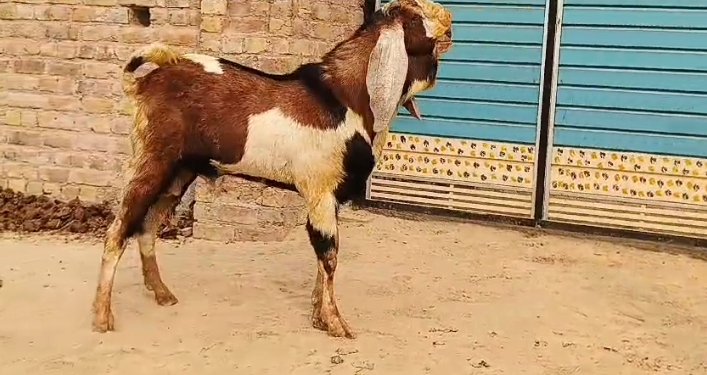 bakra image