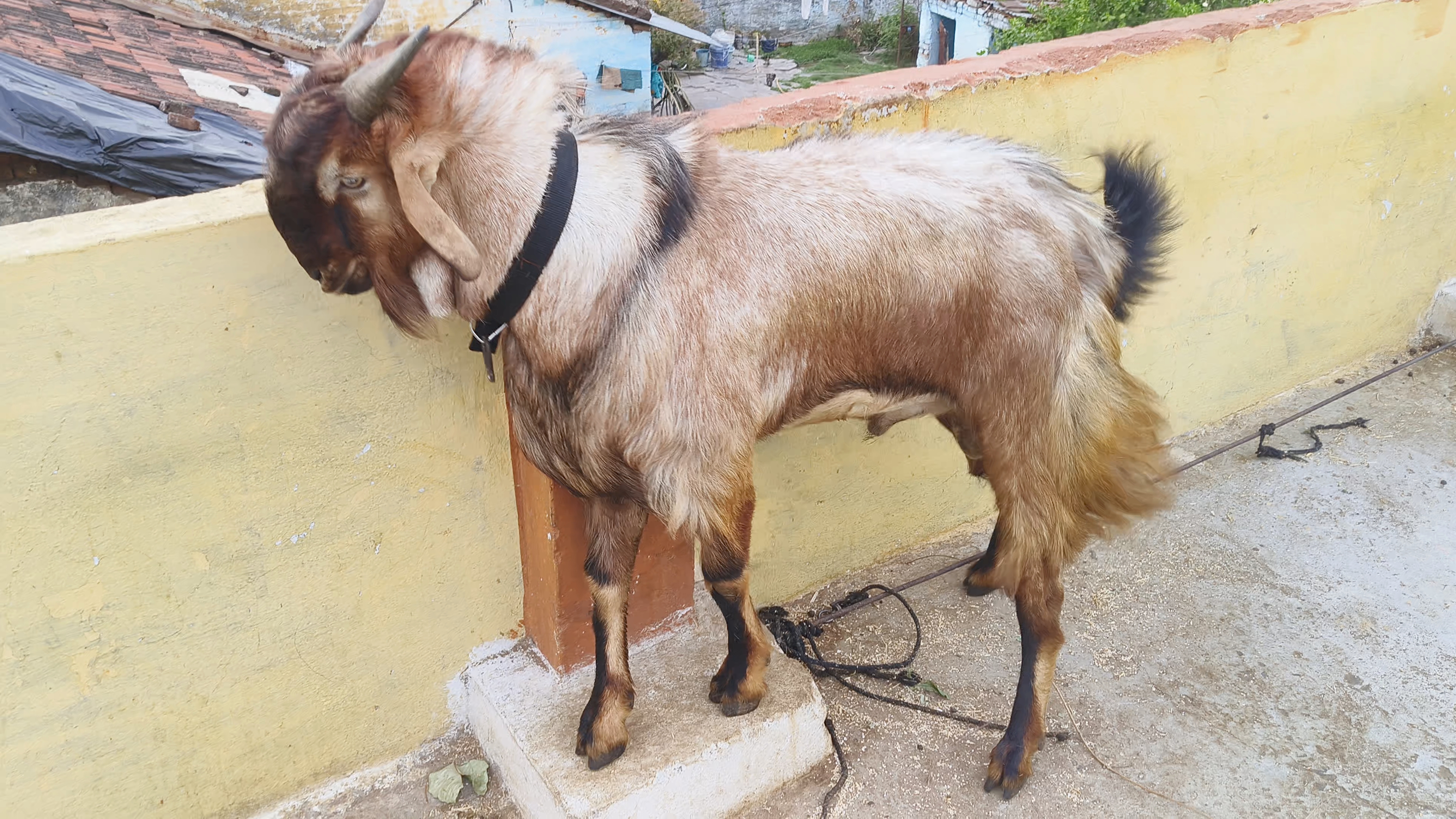 bakra image