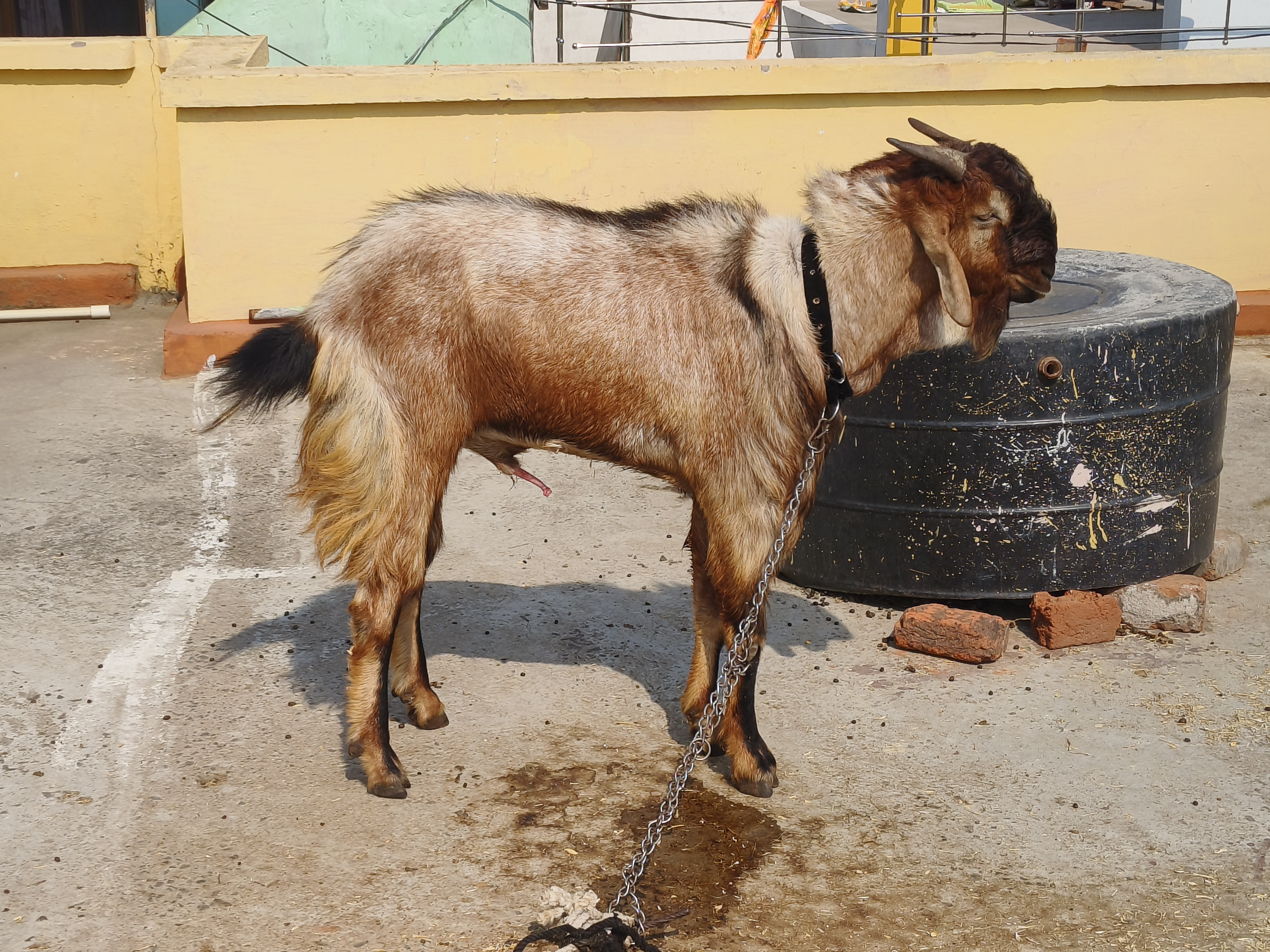 bakra image