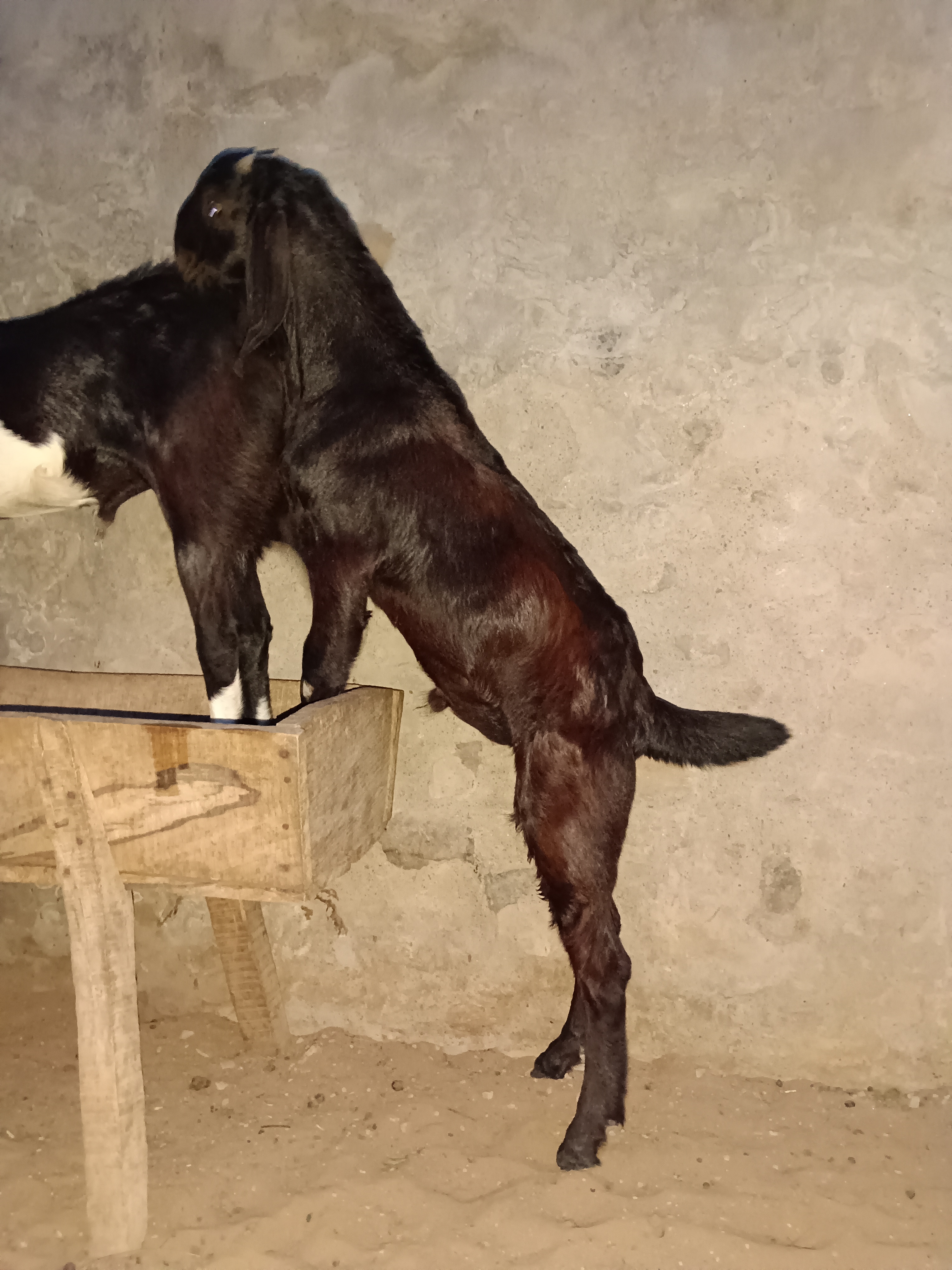 bakra image