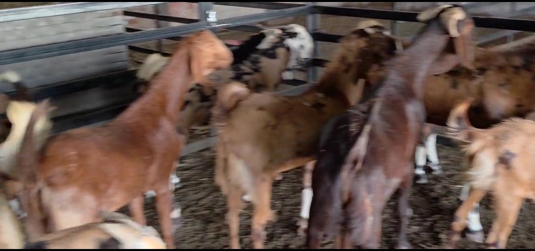 bakra image