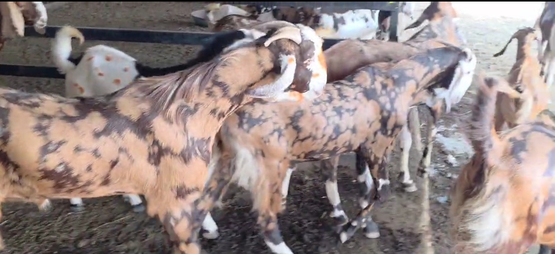bakra image