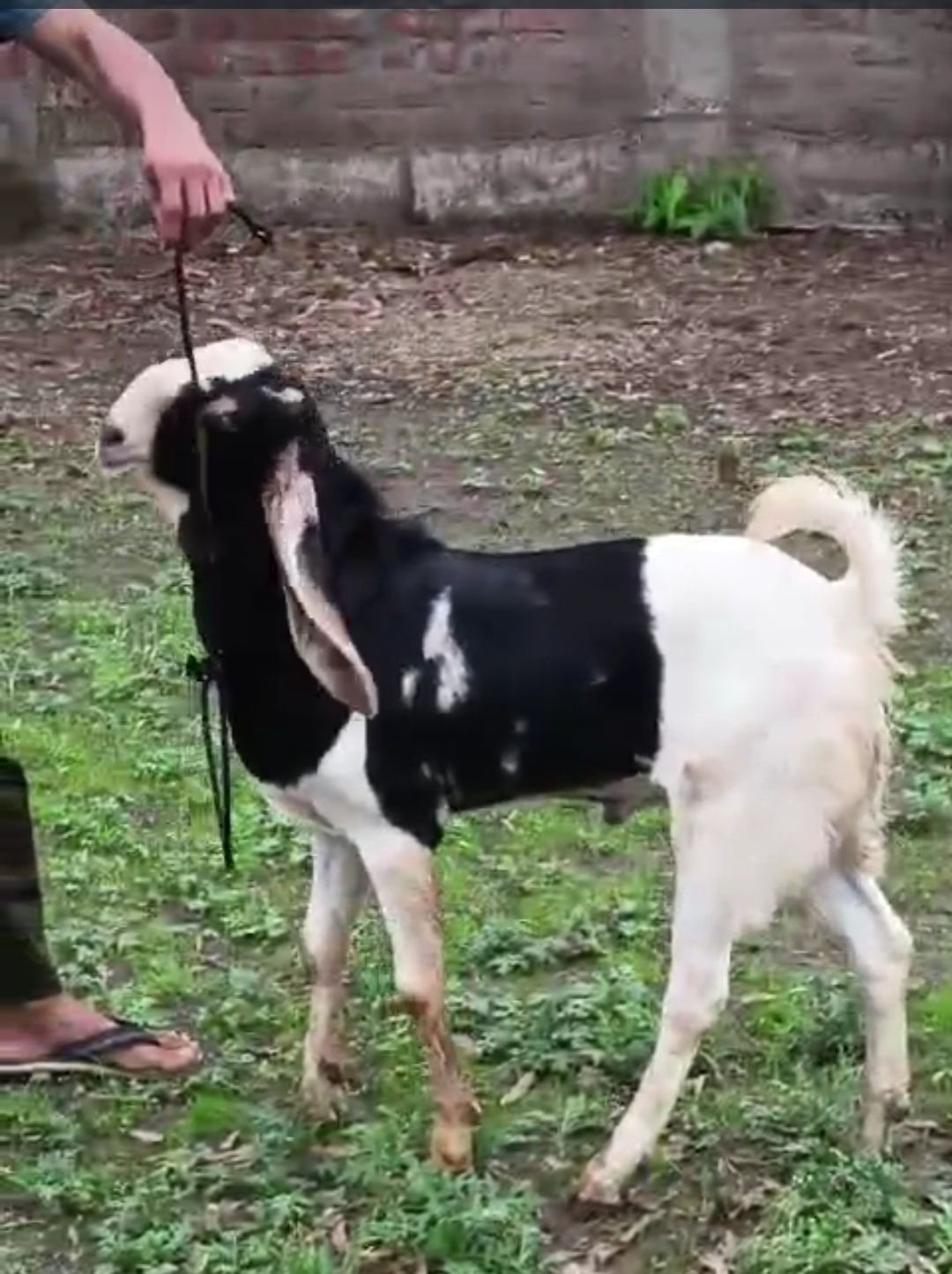 bakra image