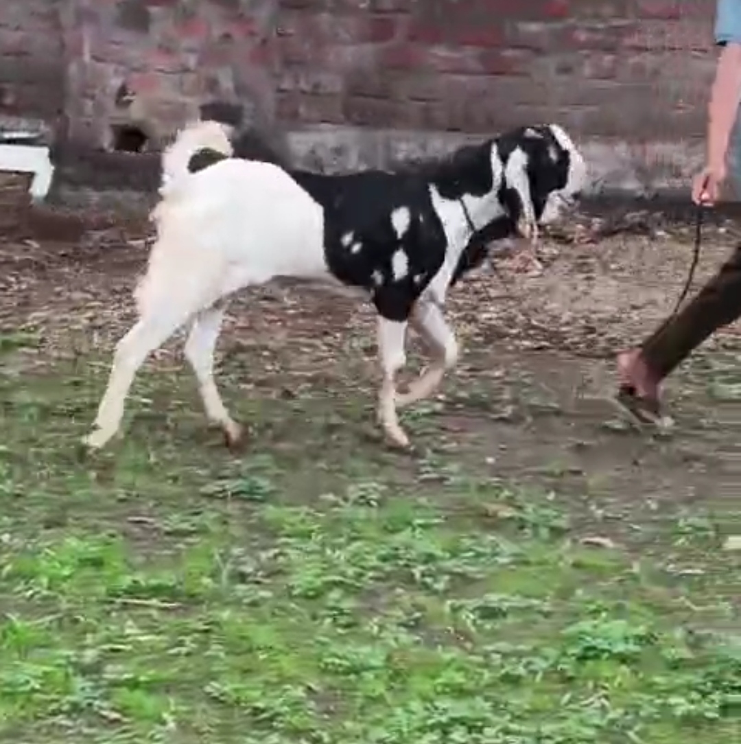 bakra image
