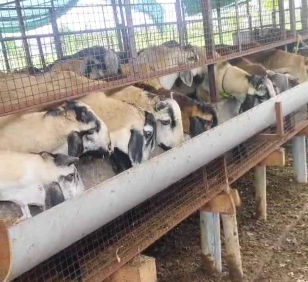 bakra image