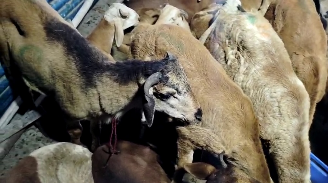 bakra image