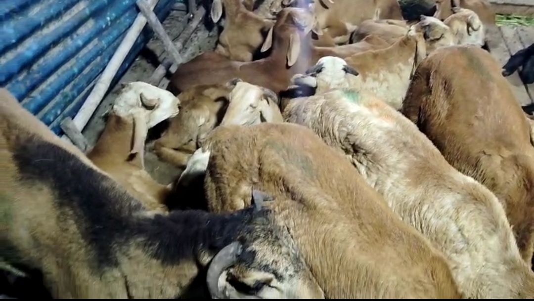 bakra image