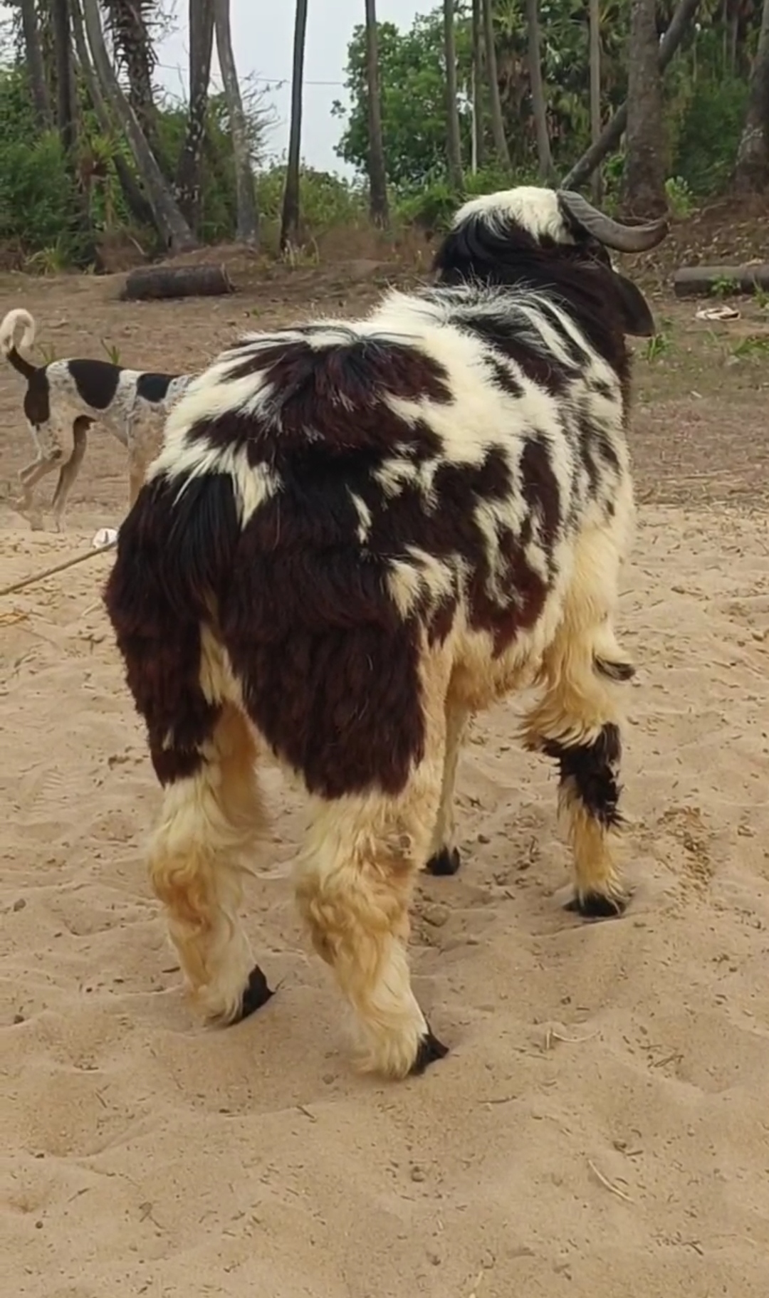 bakra image